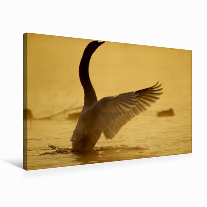 Premium Textil-Leinwand 75 x 50 cm Quer-Format Ein Bild aus dem Kalender SWANS/UK-Version | Wandbild