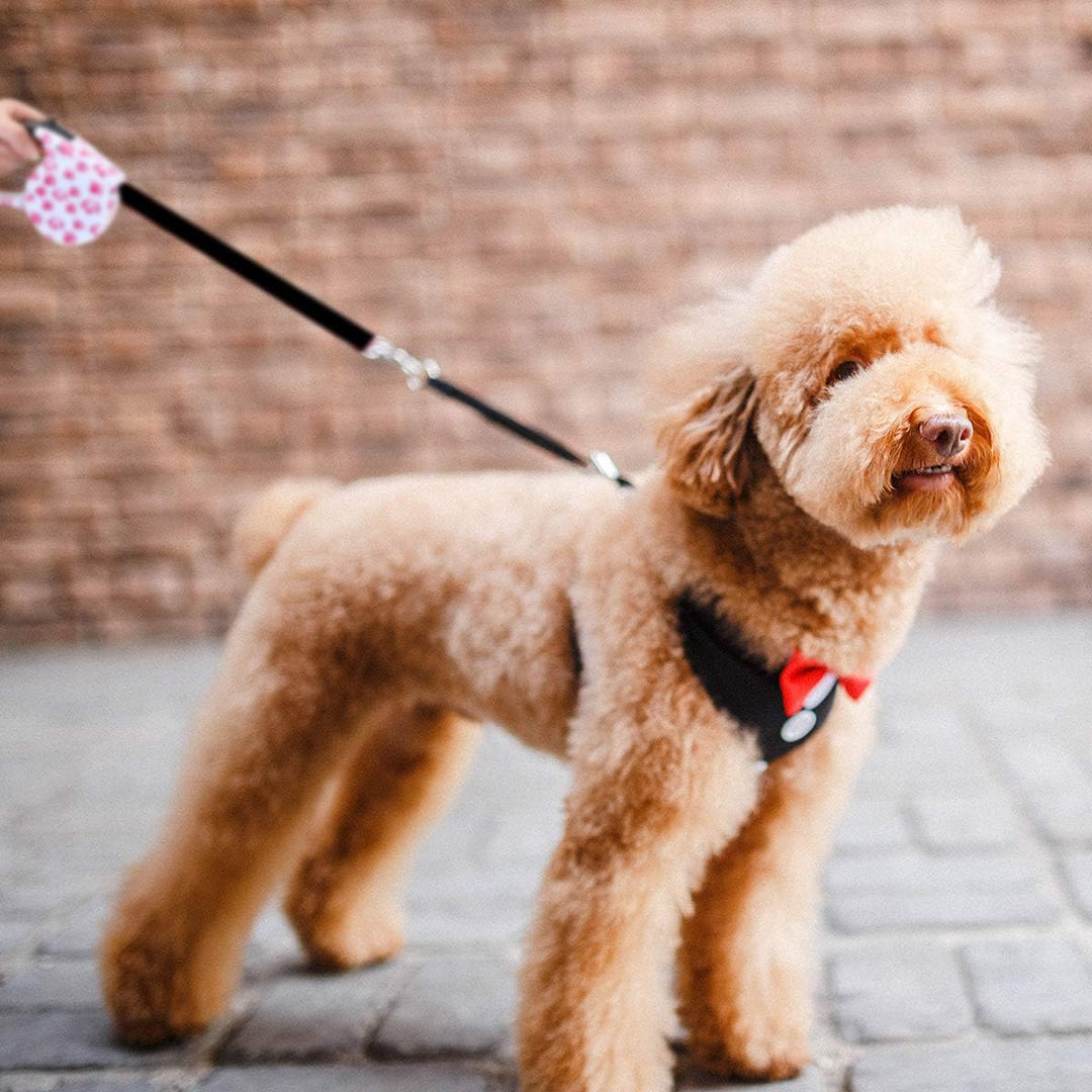 PETCUTE Ausziehbare und einziehbare Hundeleine für das Training von Haustieren bis 15 kg, H