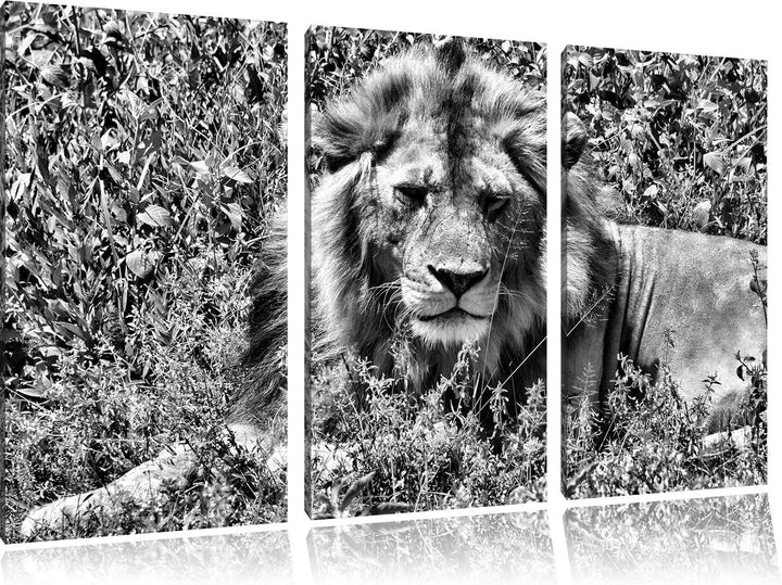 Pixxprint müder Löwe ruht im Gras als Leinwandbild/Grösse: 3 Teilig (120x80) cm/Wandbild/Kunstdruck/