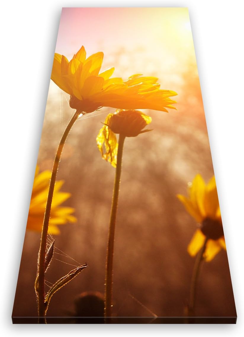 ge Bildet Bild auf Leinwand | Gänseblümchen in 40x100 cm als Panorama Wandbild | Wand-deko Dekoratio