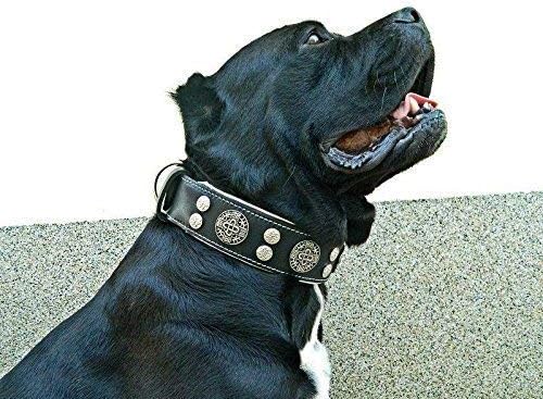 Bestia™ "Hektor Echtleder Hundehalsband für grosse Hunde. 100% Leder. Weich gepolstert. 6,3 cm breit