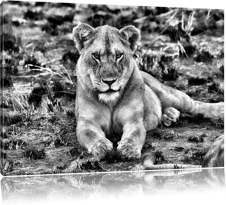 Pixxprint Monocrome, Löwin ruht auf Boden, Format: 100x70 auf Leinwand, riesige Bilder fertig gerahm
