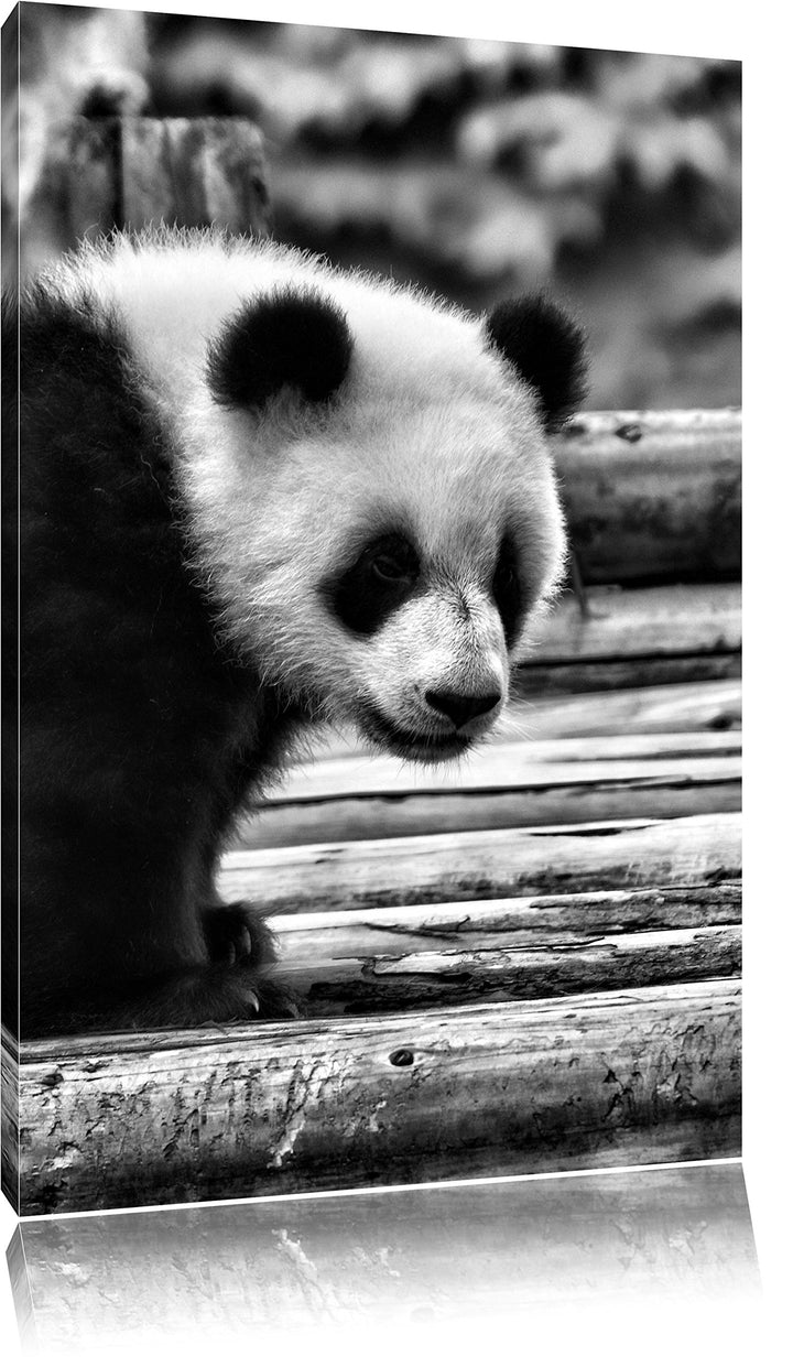 Pixxprint Panda auf Holzstämmen / 100x70cm Leinwandbild bespannt auf Holzrahmen/Wandbild Kunstdruck