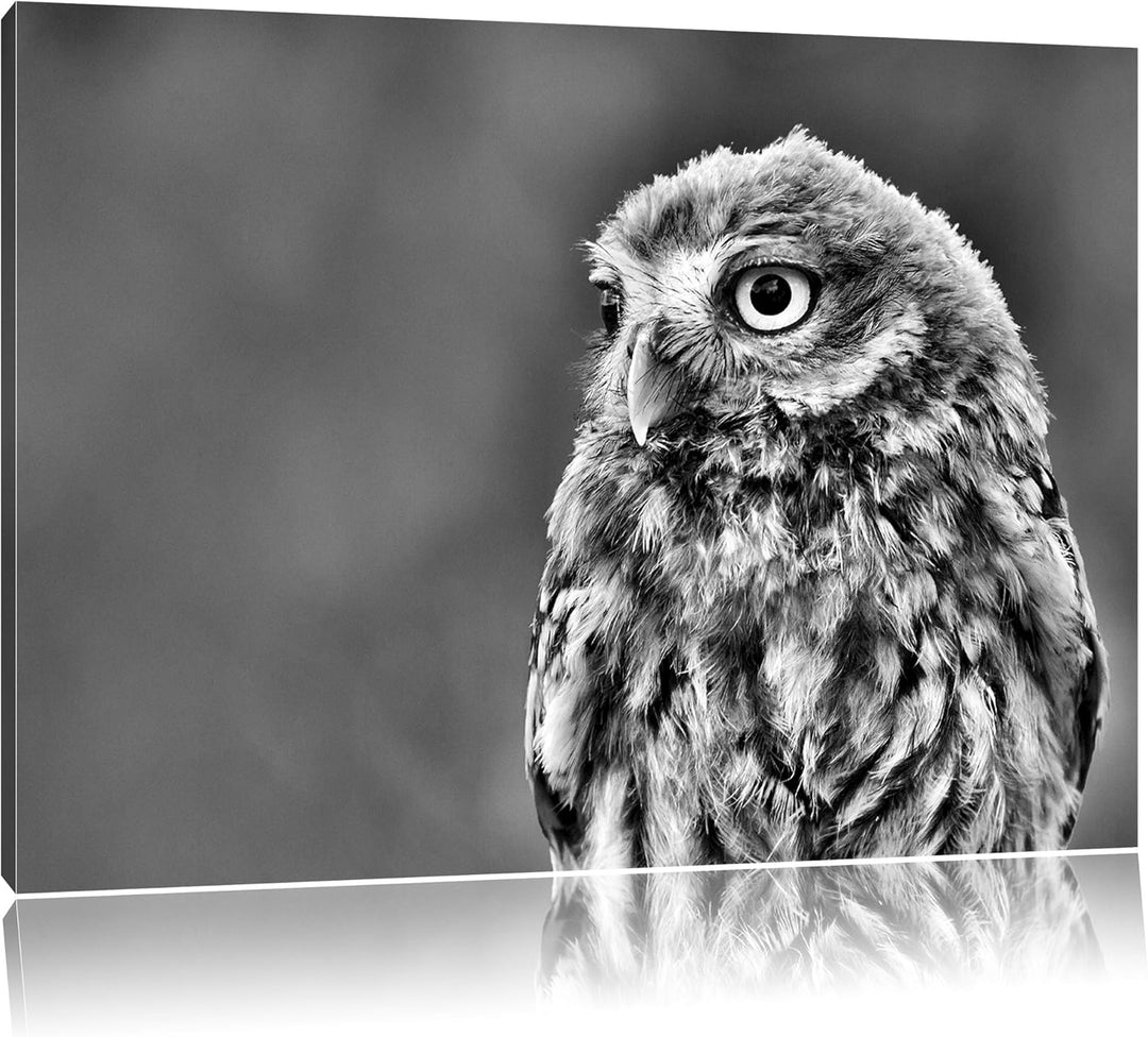 Pixxprint schöne Junge Eule als Leinwandbild/Grösse: 100x70 cm/Wandbild/Kunstdruck/fertig bespannt,