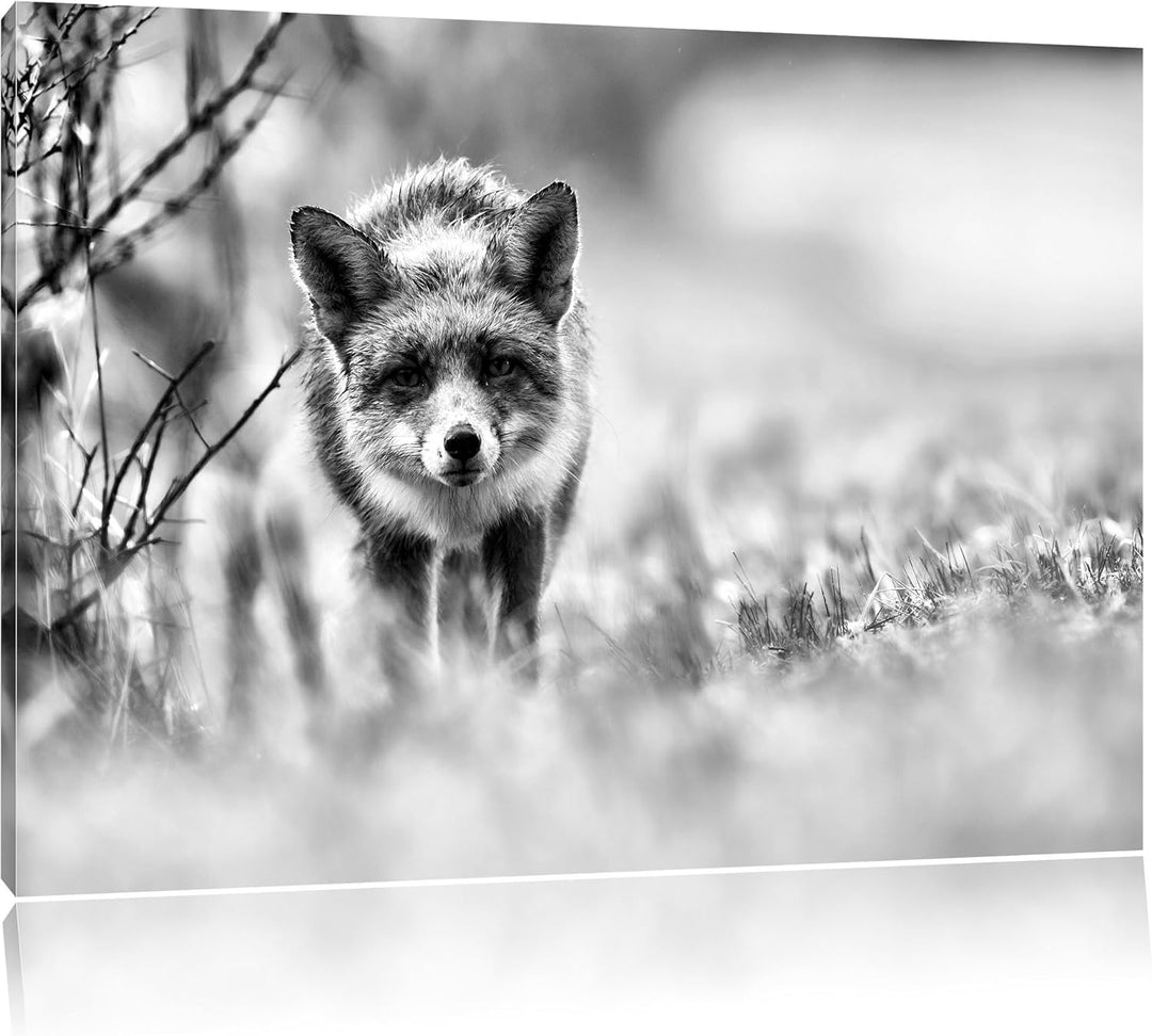 Pixxprint Schleichender Fuchs / 100x70cm Leinwandbild bespannt auf Holzrahmen/Wandbild Kunstdruck De