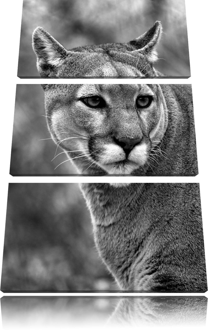 Pixxprint schöner Berglöwe Kunst B&W als Leinwandbild | Grösse: 3 Teilig (120x80) | Wandbild| Kunstd