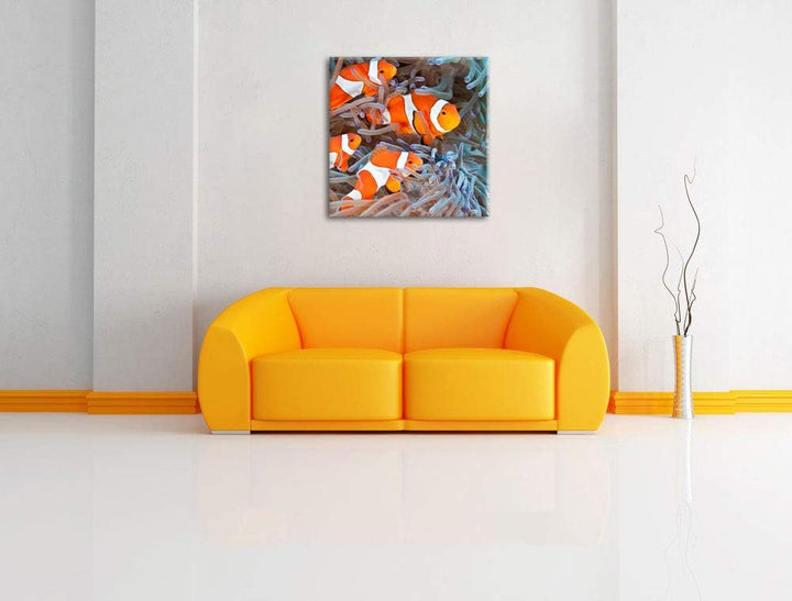 Clownsfische in Anemone, Format: 70x70 auf Leinwand, XXL riesige Bilder fertig gerahmt mit Keilrahme
