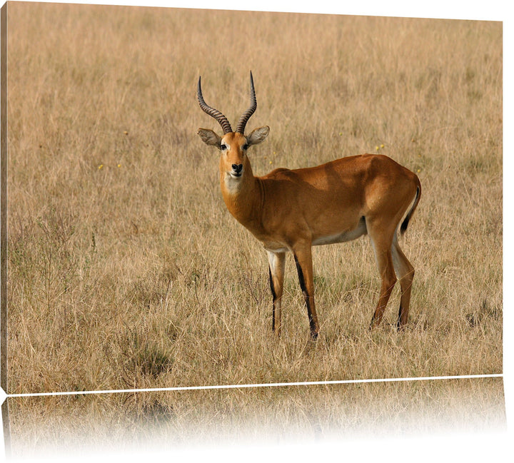 Dorkasgazelle im trockenen Gras Leinwand, XXL riesige Bilder fertig gerahmt mit Keilrahmen, Kunstdru