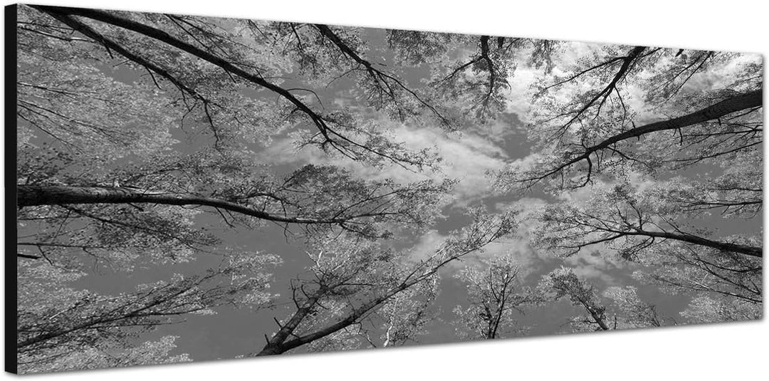 Paul Sinus Art Leinwandfoto als Panorama SCHWARZ/Weiss 120x40cm Baumkronen Wald Herbst Himmel