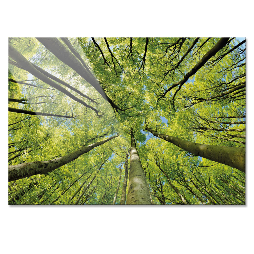 Primus Print - Wandbild Glasbild - Acrylglas Aludibond (Acryl, Bäume 84,1x59,4 cm) Acryl Bäume, Acry