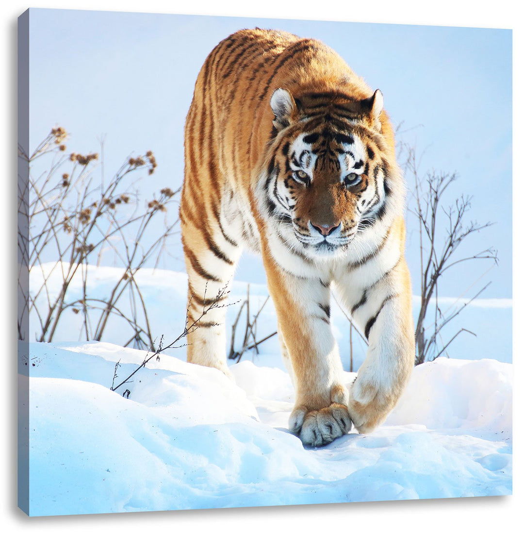 Stolzer Tiger im Schnee, Format: 70x70 auf Leinwand, XXL riesige Bilder fertig gerahmt mit Keilrahme