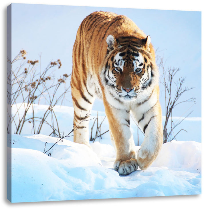 Stolzer Tiger im Schnee, Format: 70x70 auf Leinwand, XXL riesige Bilder fertig gerahmt mit Keilrahme