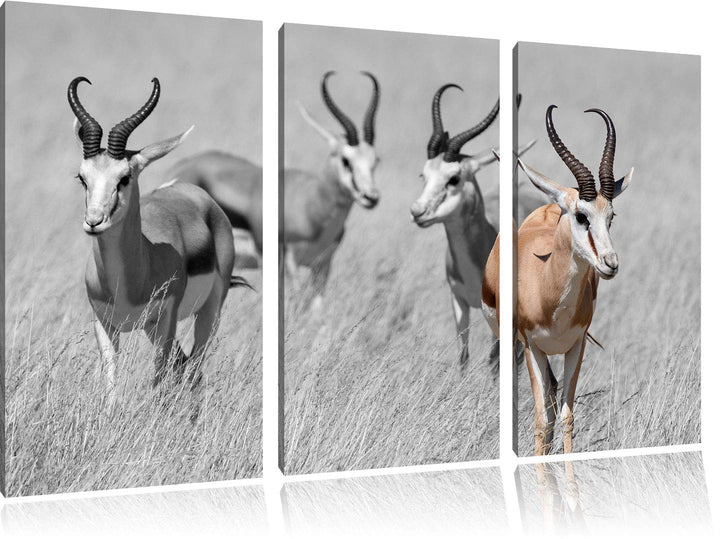 Tiere in Savanne, Rehe, Afrika schwarz/weiss 3-Teiler Leinwandbild 120x80 Bild auf Leinwand, XXL rie