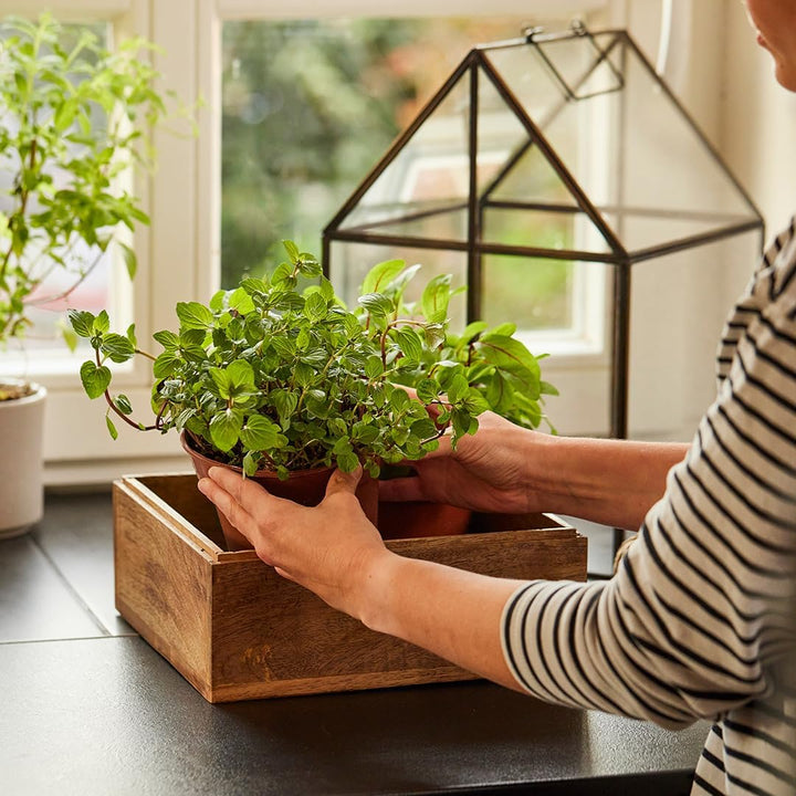 Modernes Gewächshaus als Deko, für Anzucht &amp; für Kräuter | Aus Glas, recyceltem Holz und Metall | Zi