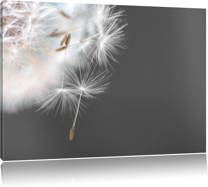 hübsche Pusteblume schwarz/weiss Format: 100x70 auf Leinwand, XXL riesige Bilder fertig gerahmt mit