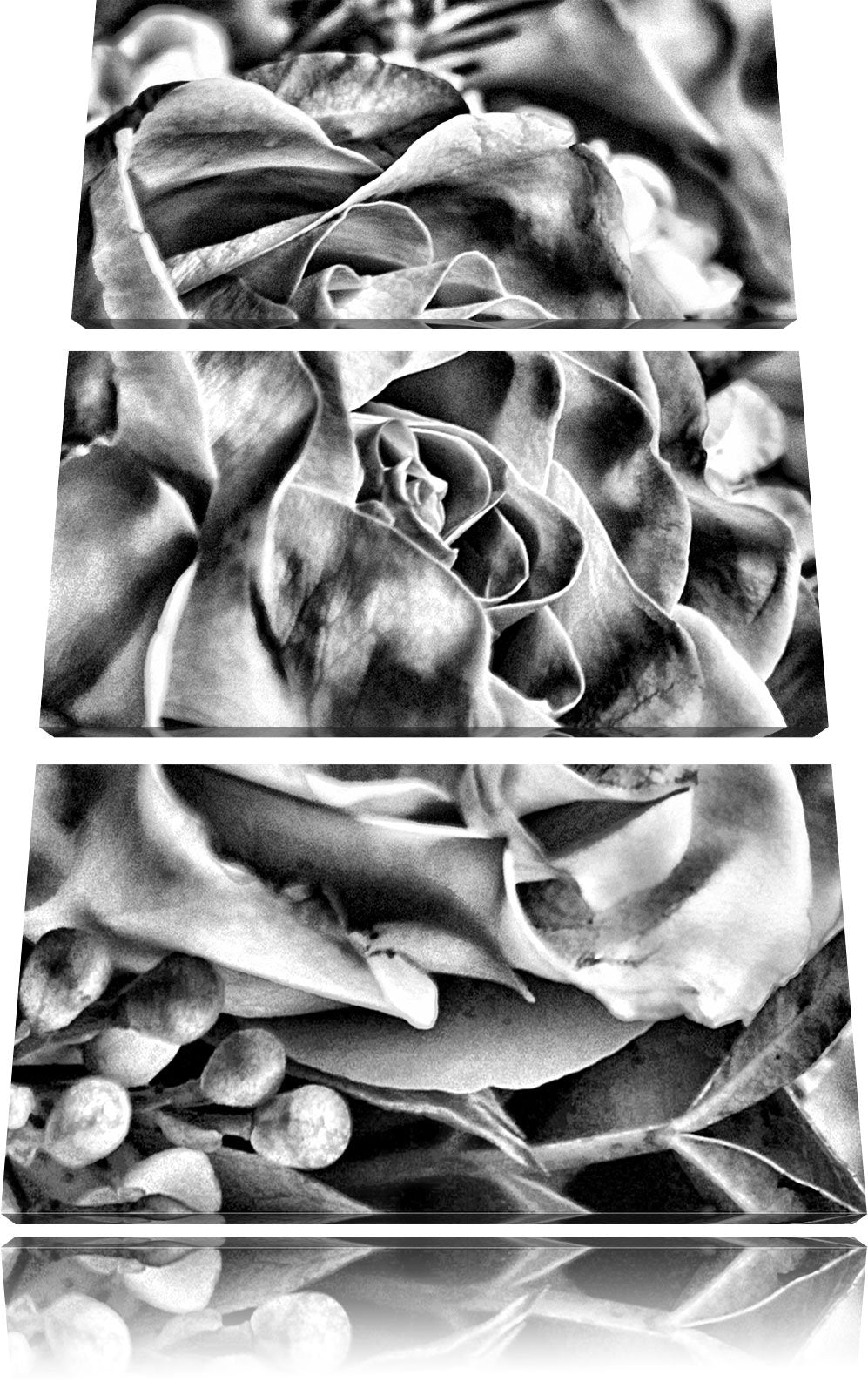Pixxprint Rosa Rose als Leinwandbild/Grösse: 3 Teilig (120x80) cm/Wandbild/Kunstdruck/fertig bespann