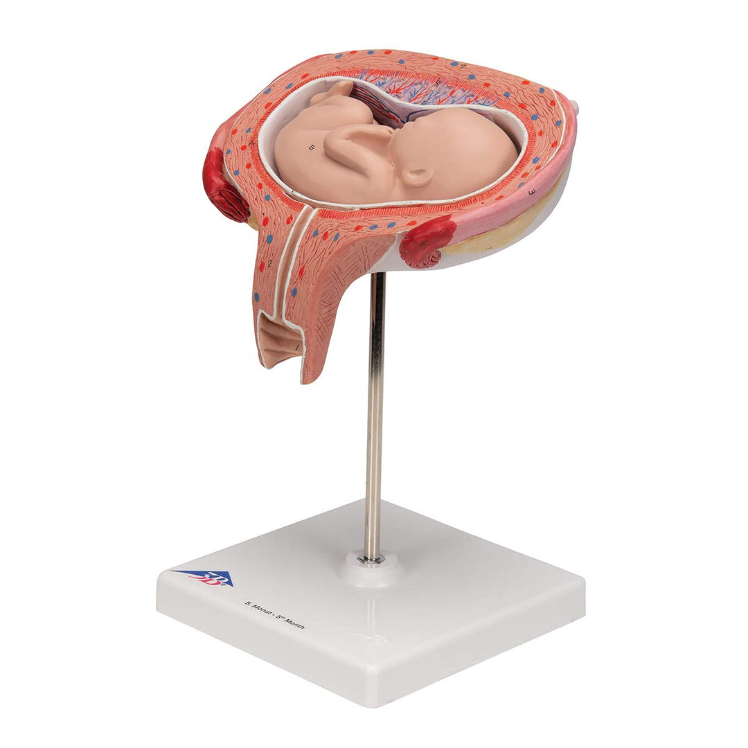 3B Scientific Menschliche Anatomie - Fetus, 5. Monat, Rückenlage + kostenlose Anatomie App - 3B Smar