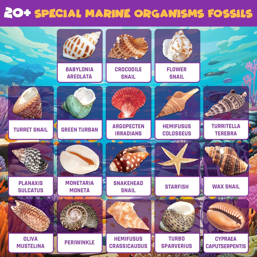 Ocean Fossil Dig Kit, Graben Sie mehr als 20 echte Muscheln und Schnecken aus, lustiges wissenschaft