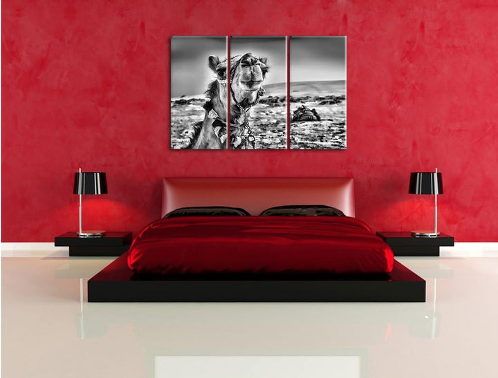 Pixxprint Monocrome, Lustiges Kamel in Wüste 3-Teiler Leinwandbild 120x80 Bild auf Leinwand