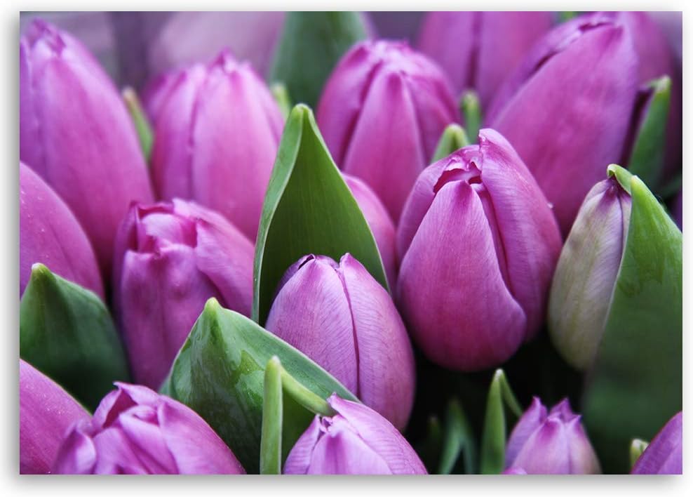 Feeby Bild auf Leinwand Tulpen Kunstdruck modern Natur Violett 80x60 cm Leinwandbild 80x60 cm Violet