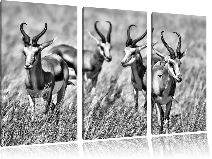 Pixxprint Tiere in Savanne, Rehe, Afrika als Leinwandbild/Grösse: 3 Teilig (120x80) cm/Wandbild/Kuns