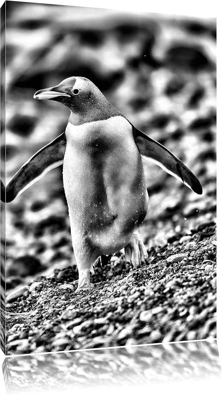 Monocrome, Pinguine, Format: 100x70 auf Leinwand, XXL riesige Bilder fertig gerahmt mit Keilrahmen,