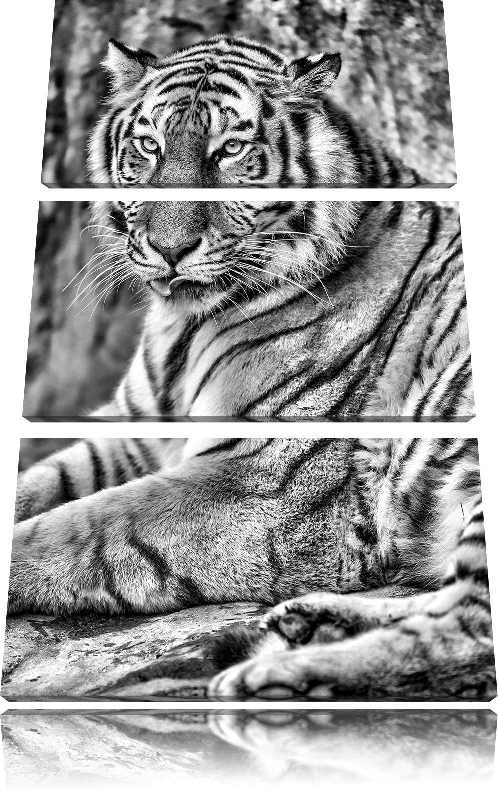 Pixxprint schöner Tiger beim Putzen als Leinwandbild/Grösse: 3 Teilig (120x80) cm/Wandbild/Kunstdruc