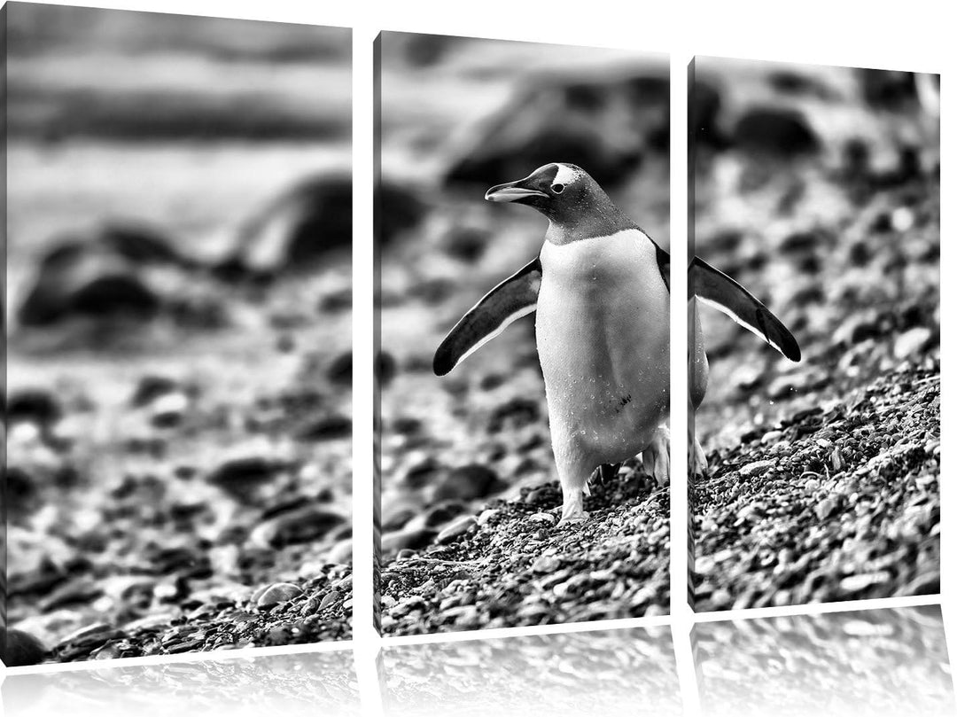 Pinguine als Leinwandbild | Grösse: 3 Teilig (120x80) | Wandbild| Kunstdruck | fertig bespannt