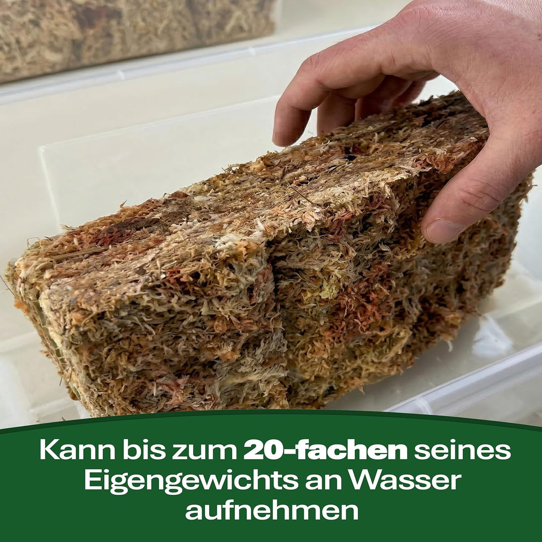 Sphagnum Moos für Terrarium und Orchideen aus Chile 1 x 1000 g 1x1000gr, 1x1000gr