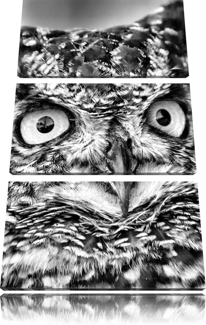 Pixxprint hübsche Waldohreule als Leinwandbild/Grösse: 3 Teilig (120x80) cm/Wandbild/Kunstdruck/fert