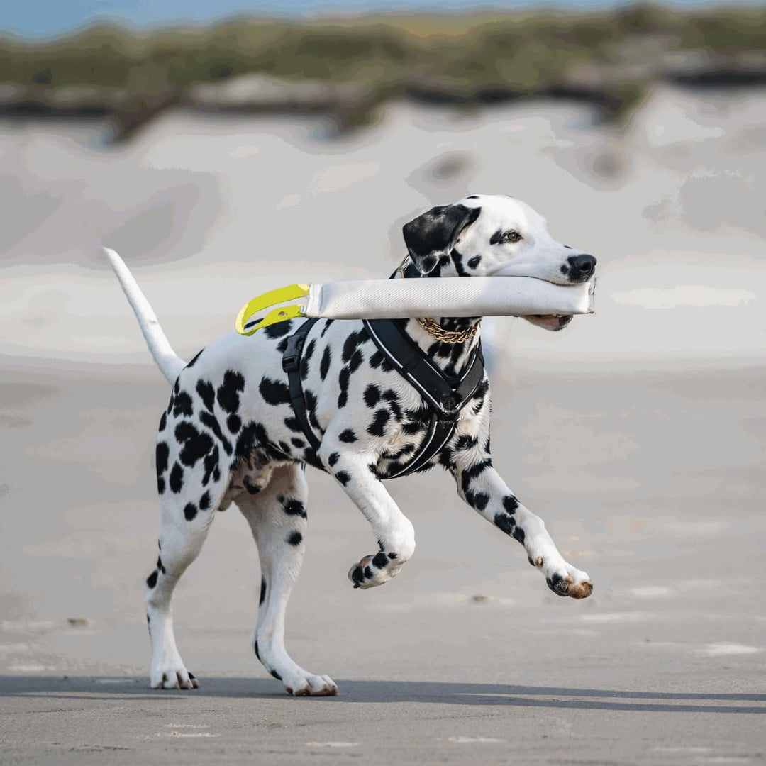 Sprenger Y-Geschirr 2.0 Hundegeschirr, Grösse XS – reflektierend, Softshell-gepolstert, stufenlos ve