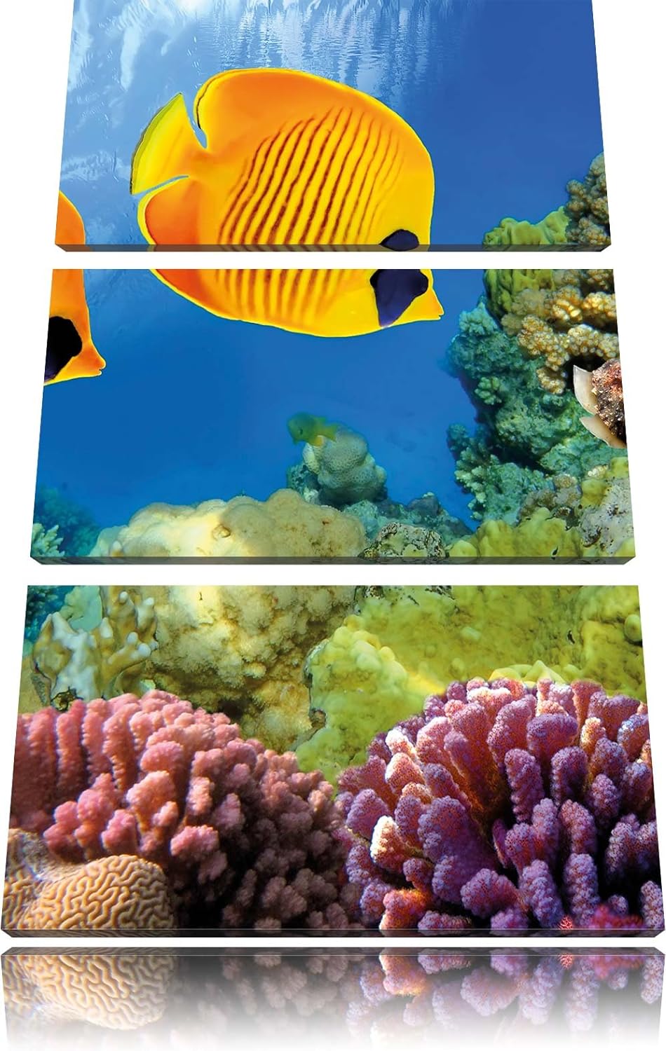 Pixxprint Fische Korallenriff als Leinwandbild/Grösse: 3 Teilig (120x80) cm/Wandbild/Kunstdruck/fert