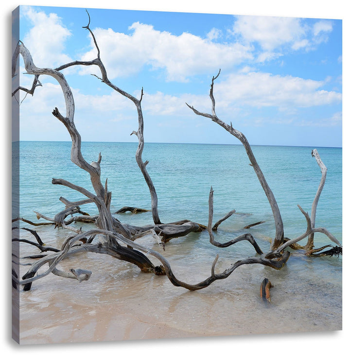 Pixxprint Strand mit Treibholz in Kuba als Leinwandbild/Grösse: 70x70 cm/Wandbild/Kunstdruck/fertig