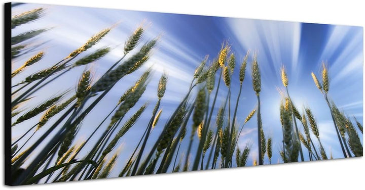 Paul Sinus Art Panoramabild auf Leinwand und Keilrahmen 150x50cm Kornfeld Frühling Himmel Wolkenschl