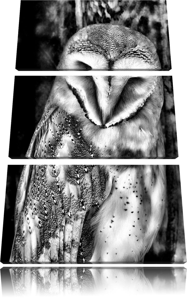 Pixxprint Monocrome, Schleiereule 3-Teiler Leinwandbild 120x80 Bild auf Leinwand