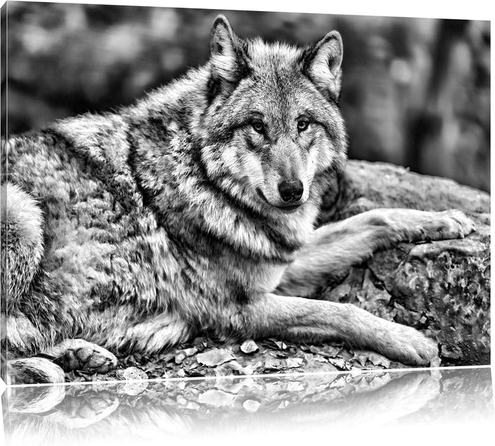 Pixxprint Monocrome, stolzer Wolf auf Stein als Leinwandbild/Grösse: 100x70 / Wandbild/Kunstdruck/fe