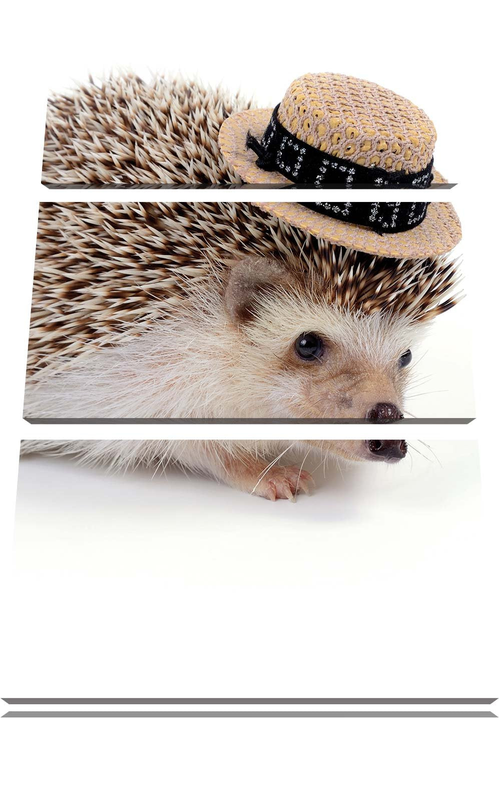 Pixxprint Lustiger Igel mit Hut als Leinwandbild/Grösse: 3 Teilig (120x80) cm/Wandbild/Kunstdruck/fe