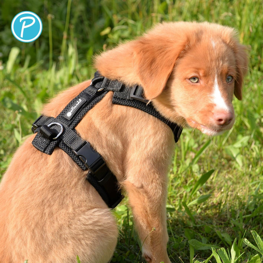 Petlando Hundegeschirr weich gepolstert mit Mesh, stufenlos verstellbar, bequemer Y-Comfort-Sitz, Br