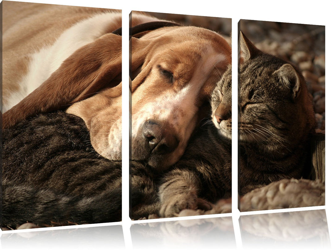 Pixxprint Katze und Hund kuschelnd als Leinwandbild/Grösse: 3 Teilig (120x80) / Wandbild/Kunstdruck/