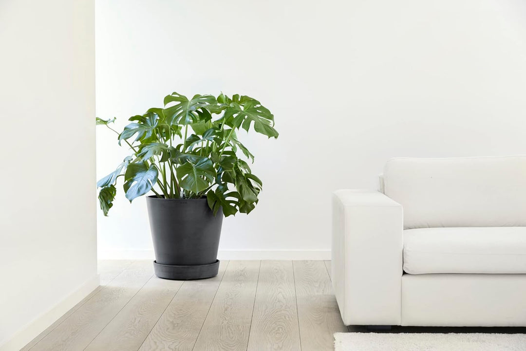 Ecopots Untersetzer rollbar für Blumentopf Amsterdam Dunkel Grau Durchmesser innen 47 cm/aussen 51 c