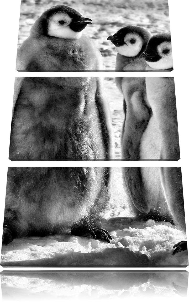 Pixxprint Monocrome, DREI Kaiserpinguin-Küken 3-Teiler Leinwandbild 120x80 Bild auf Leinwand