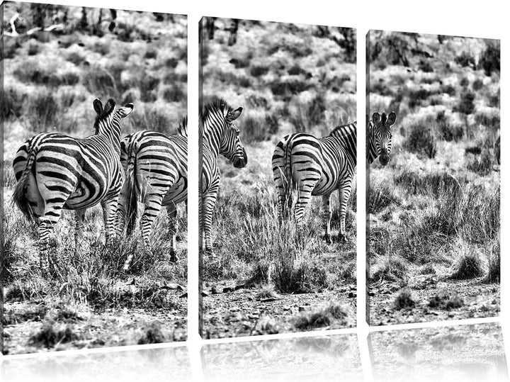 Pixxprint Monocrome, Zebraherde im Wildgras 3-Teiler Leinwandbild 120x80 Bild auf Leinwand