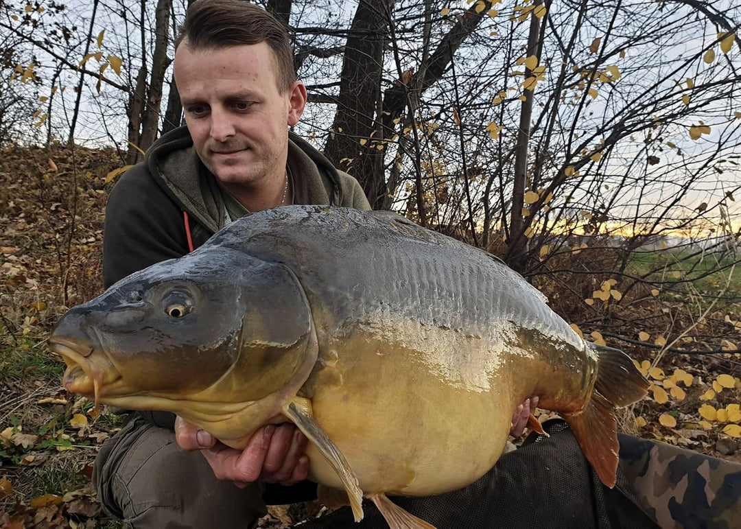 Tandem Baits Karpfen Futter Angelfutter Pop Ups Boilies Zig Rig Chod Rig Hakenköder Carp Food Perfec