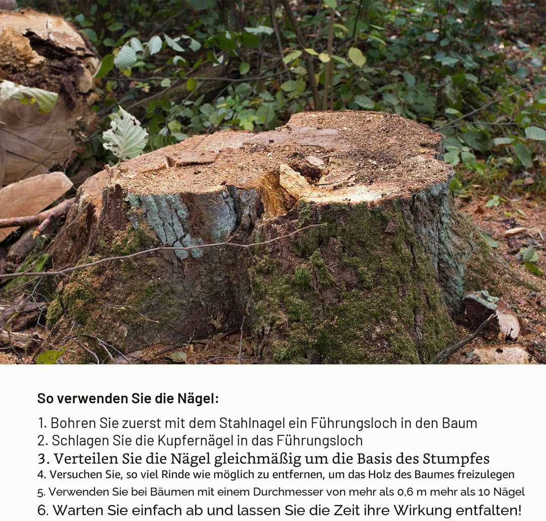 100 mm 12 Stück lange Kupfernägel zum Töten von Bäumen mit 1 Stück 4 Zoll Stahlnägel, Aufbewahrungsb