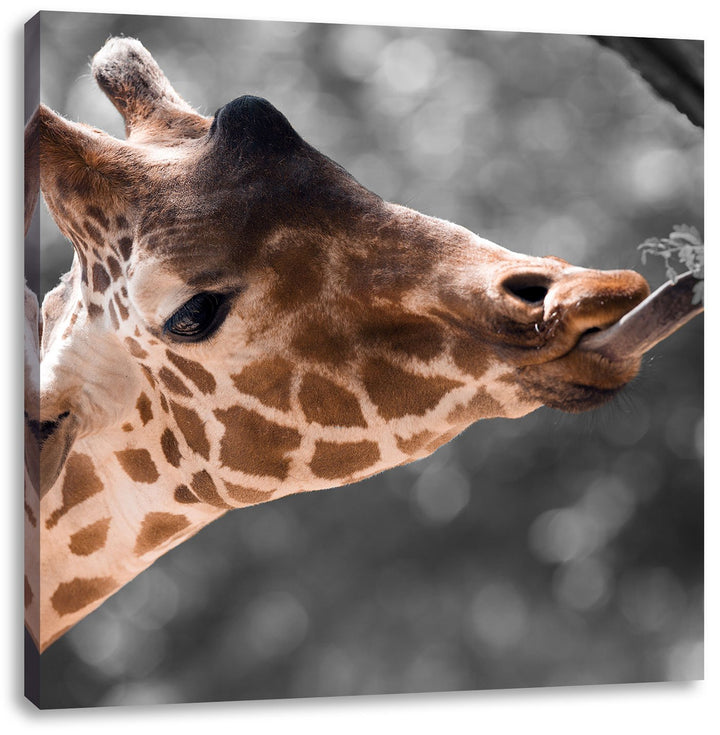 Pixxprint Hungrige Giraffe mit Zweig schwarz/weiss, Format: 70x70 auf Leinwand, 70x70