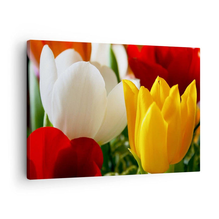 Bilder auf Leinwand Tulpen Vase Blumenstrauss Leinwandbild 70x50cm Wandbilder Dekoration Wohnzimmer