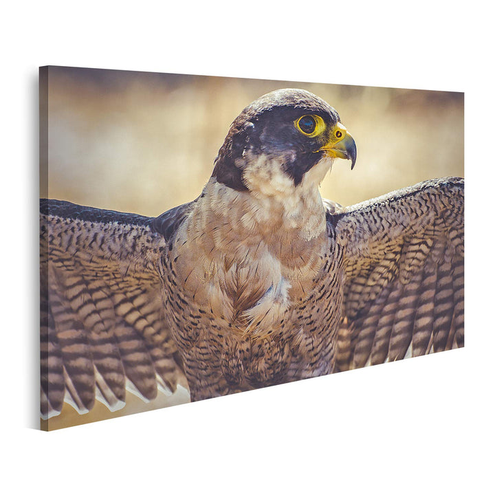 islandburner Bild auf Leinwand Wanderfalke Offene Flügel Vogel Gefieder Bilder Wandbilder Poster Lei