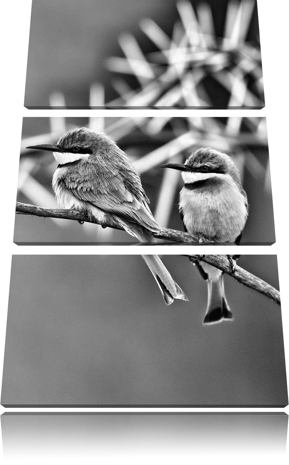 Pixxprint exotische Vögel auf AST als Leinwandbild/Grösse: 3 Teilig (120x80) cm/Wandbild/Kunstdruck/