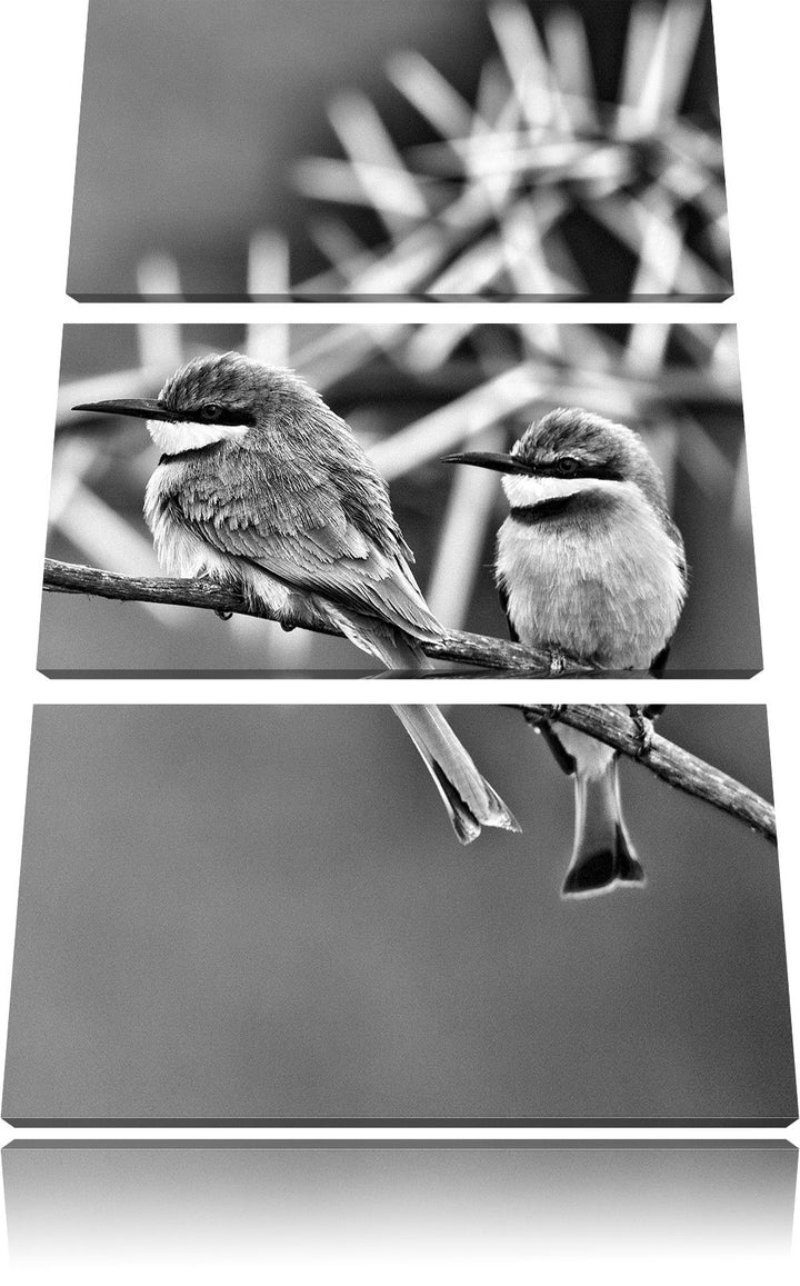 Pixxprint exotische Vögel auf AST als Leinwandbild/Grösse: 3 Teilig (120x80) cm/Wandbild/Kunstdruck/