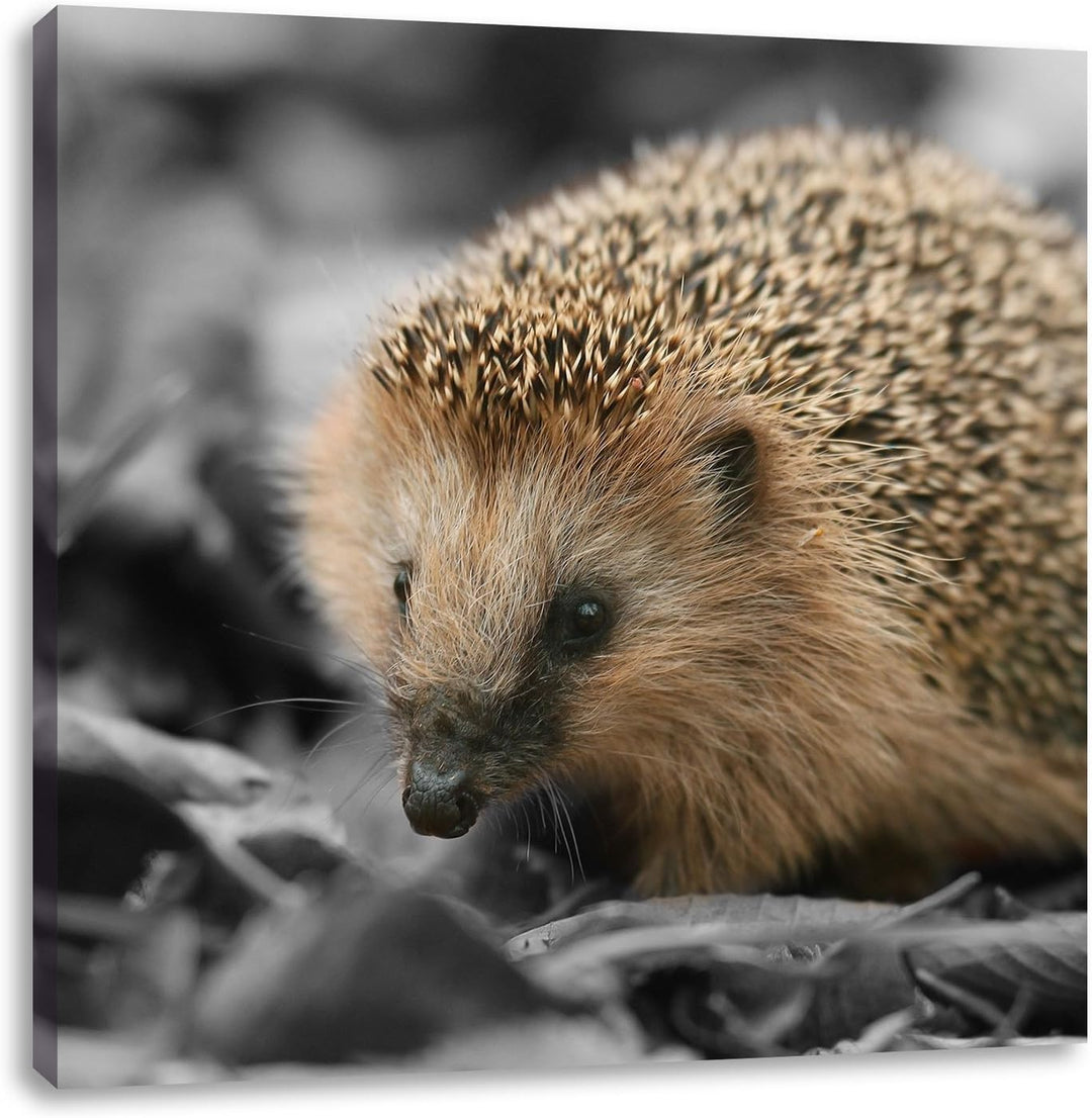 Pixxprint süsser Igel im Laub als Leinwandbild/Grösse: 70x70 cm/Wandbild/Kunstdruck/fertig bespannt,